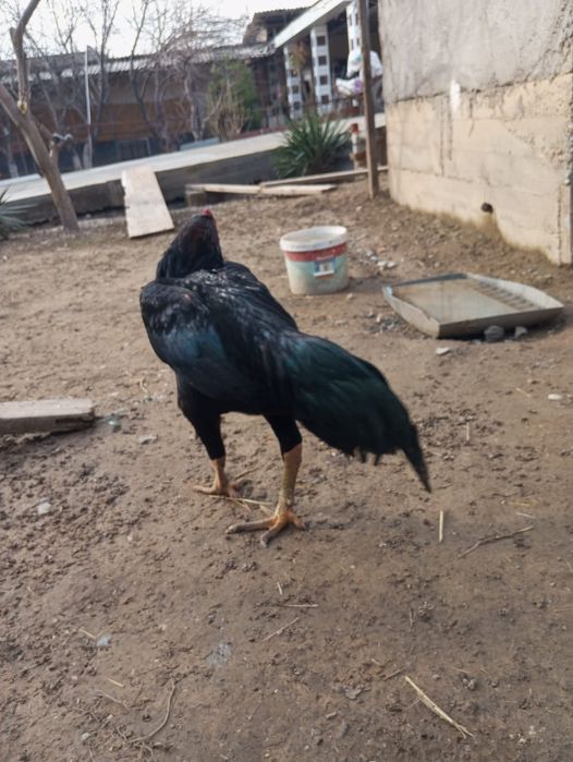 Яйцо байцовые за 2500тг