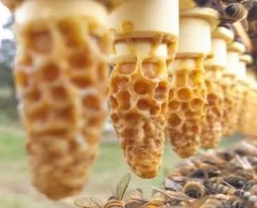 Ранни пчелни отводки