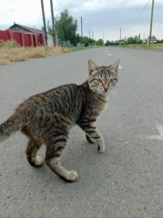 кошечка в добрые руки