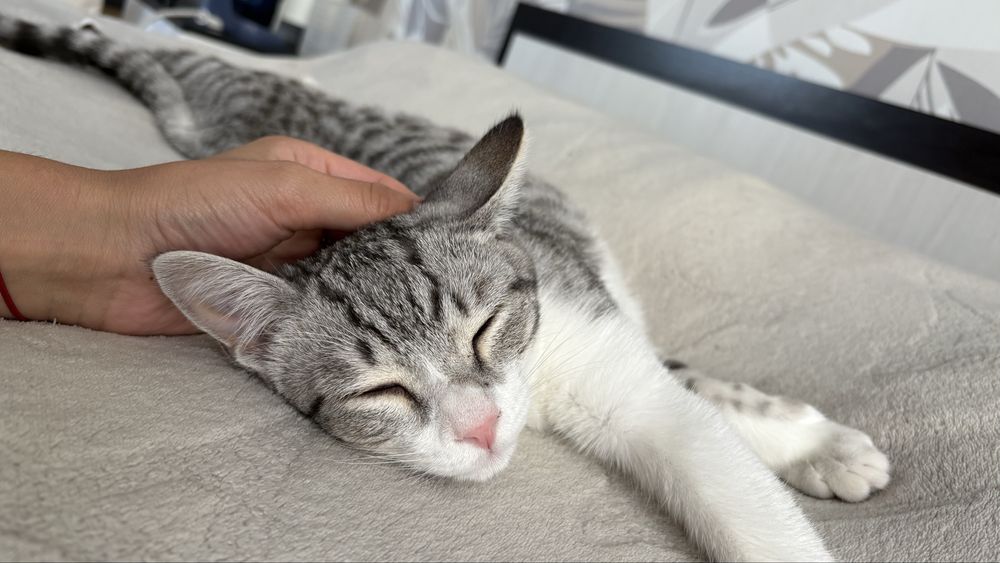 Передержка кошек