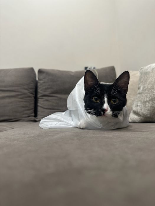 Котёнок девочка в добрые руки