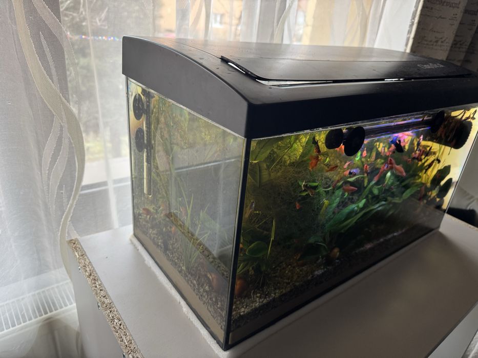 Vand acvariu cu capac classica 60 l volum