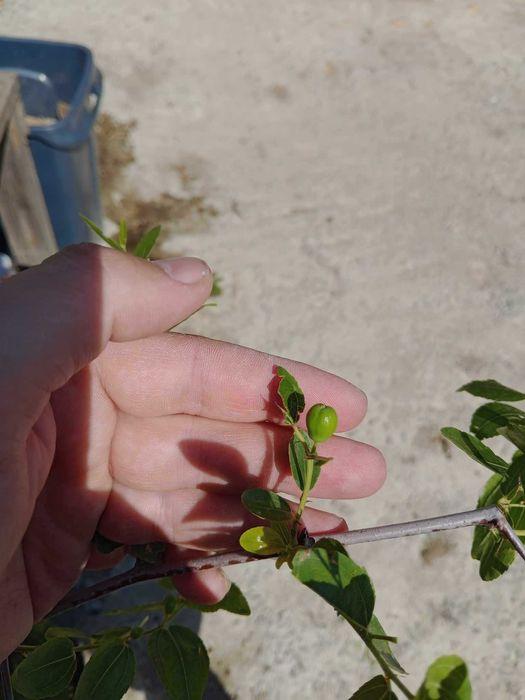 Хинап сорт „Ли“ (Li)
ГИГАНСКИ 
В плододаваща възраст !!!