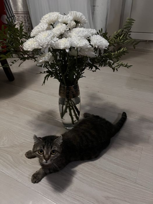 Отдам кошку в хорошие руки