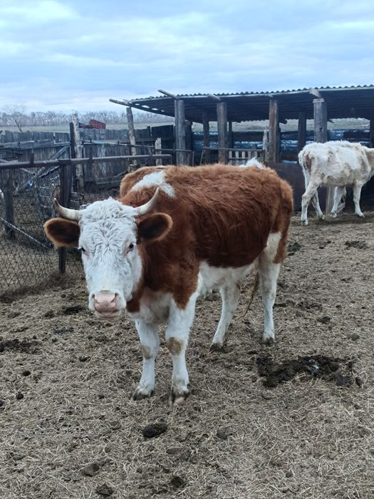 Продам корову симентал