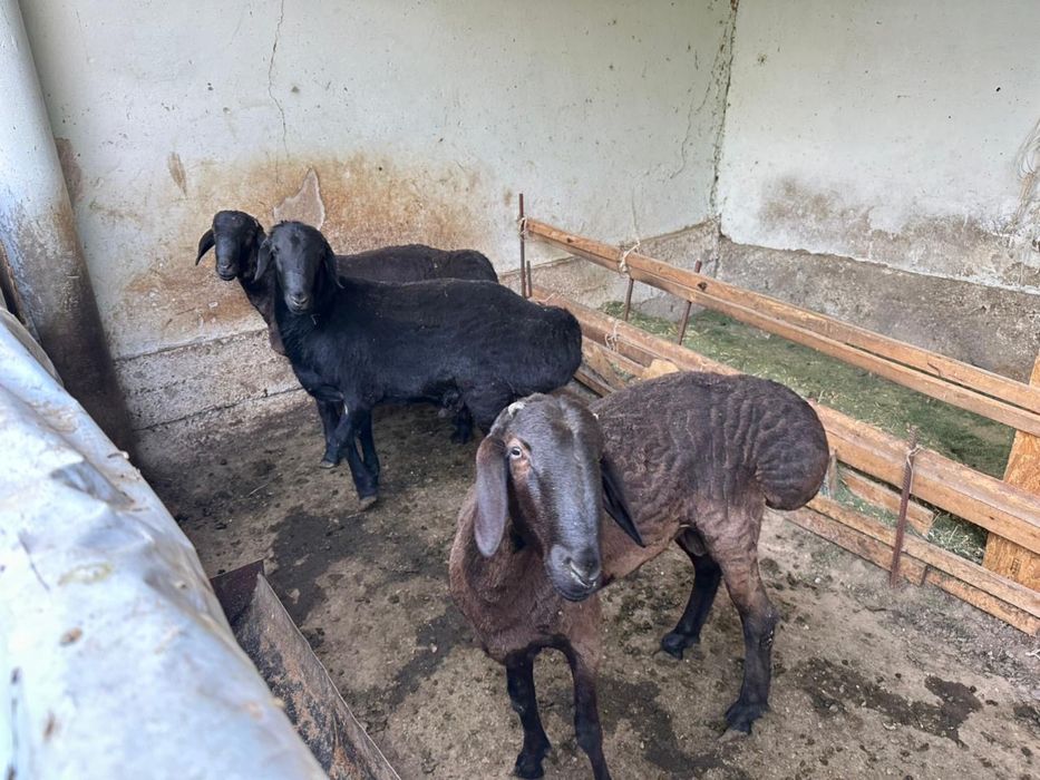 Бараны домашние продаются