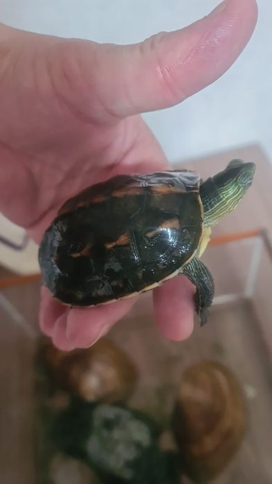 Продам черепаху водяную