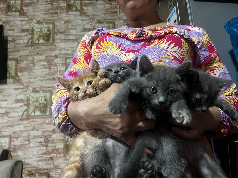 Seri mushukchalar kelishiladi