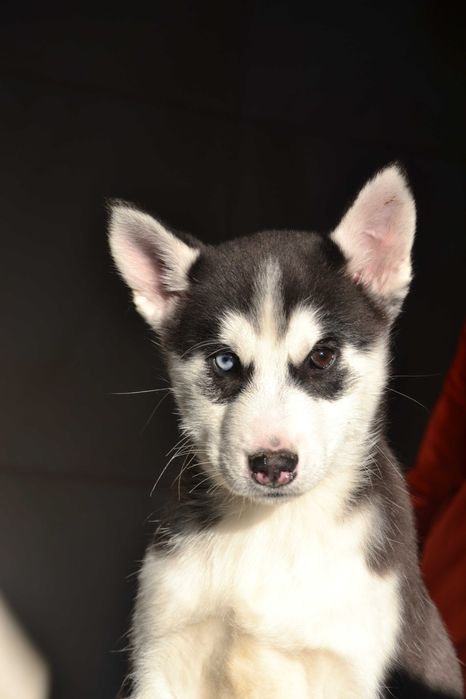 Husky Siberian cu pedigree