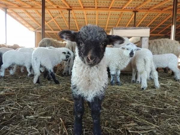 Miei  de vanzare pentru Paște