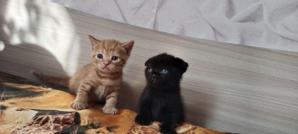 Продам котят 1 мальчик 2 девочки