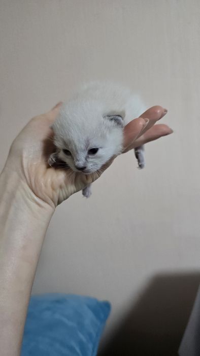 Котята в заботливые руки