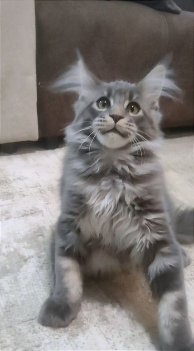 Котенок мейн кун очень крупный