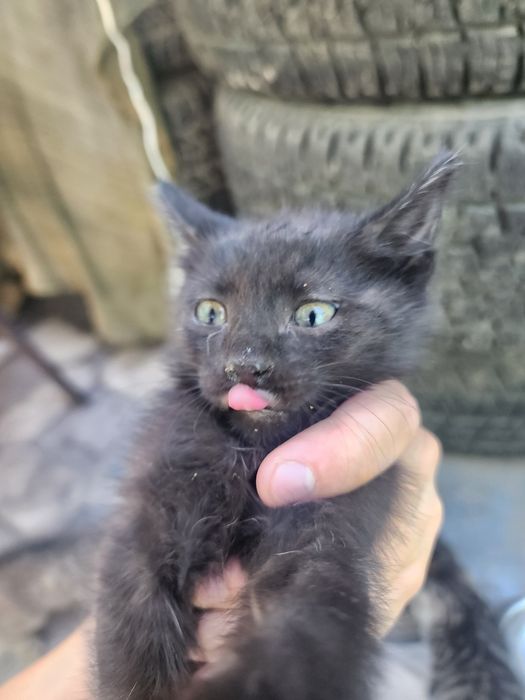Отдаём котят, 2 месяца, очень спокойные, ручные