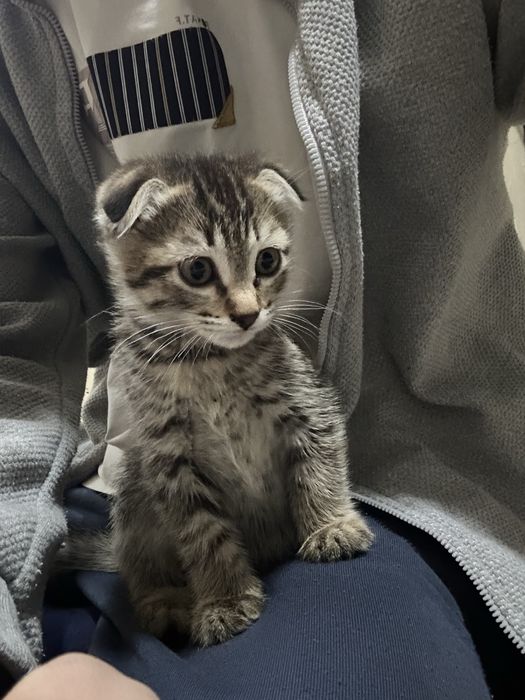 Шотландские кошки