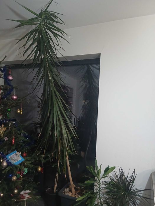 Dracena de interior naturala, inaltime 2,5 m