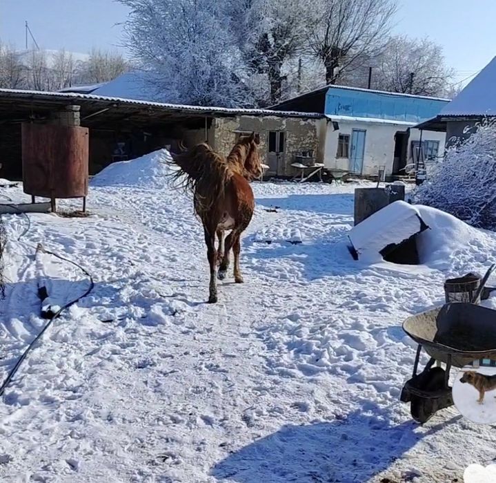 Семиз кунан сатылады