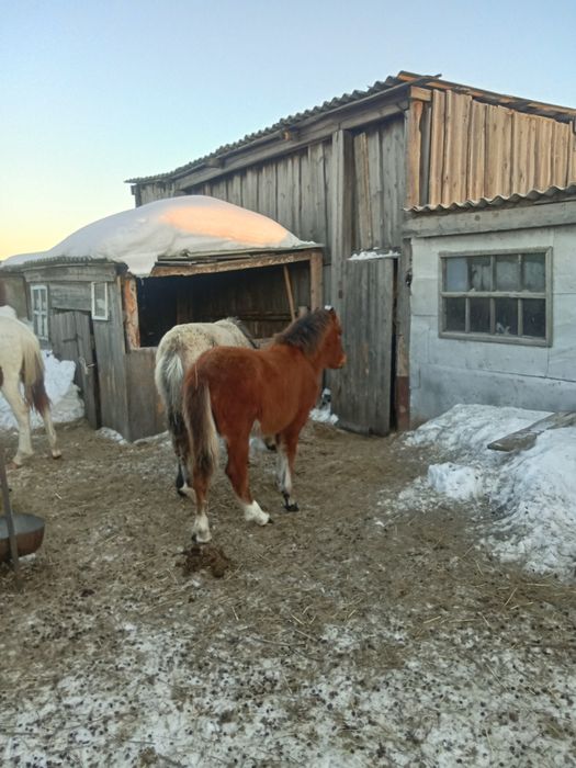 Продам жеребенка