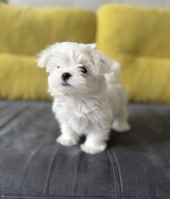 Catelusa bichon mini toy