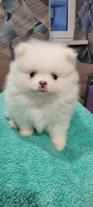 Девочка Шпиц Немецкий