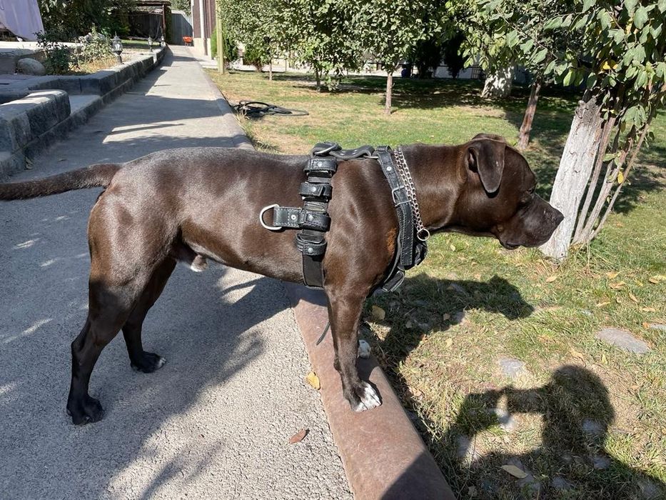 Шлейка с грузами для собак