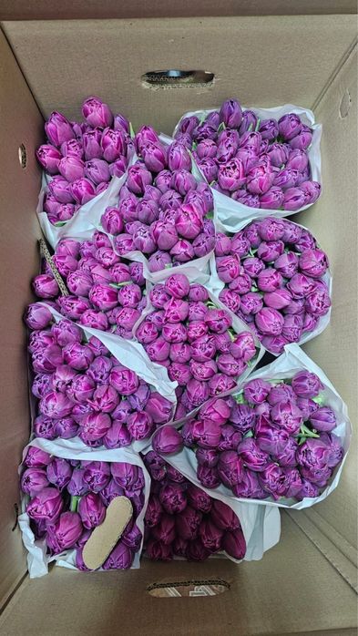 Пионовидные тюльпаны