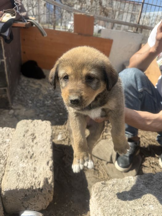 Күшік девочка барлыгы