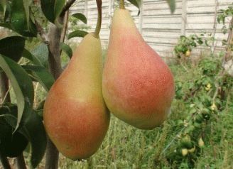 Pomi fructiferi  Duo din gama superb soiuri de par