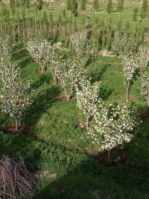 DACHA BOG`Уй жой боғ 70 сотх 400  туп вояга етган мевали дарахтлари