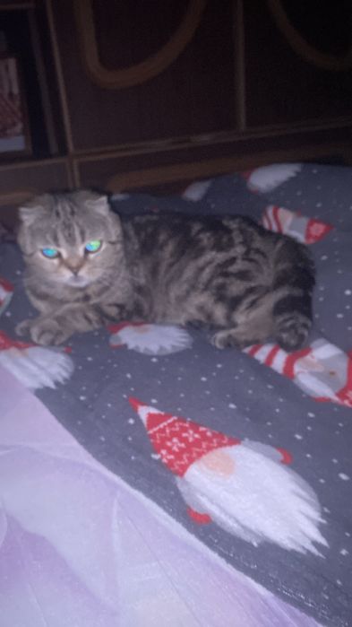 СРОЧНО Продам вислоушку