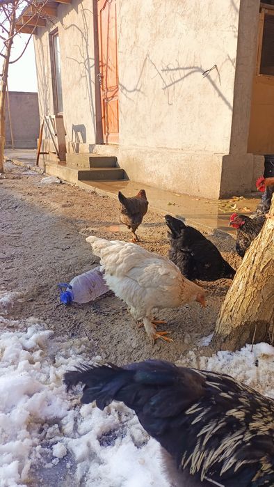 Қазақы брама аралас