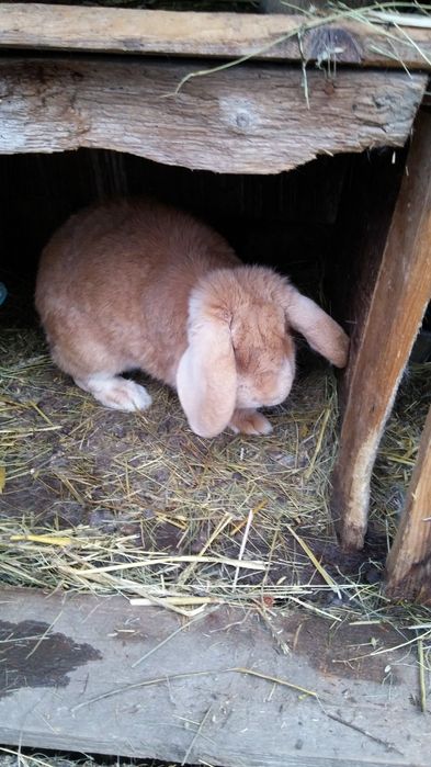 Iepurii femela berbec german alba 100