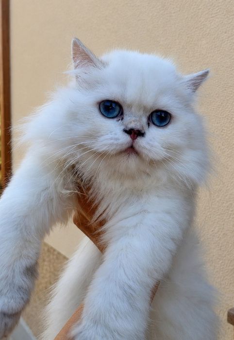 Fetiță British Longhair cu pedigree