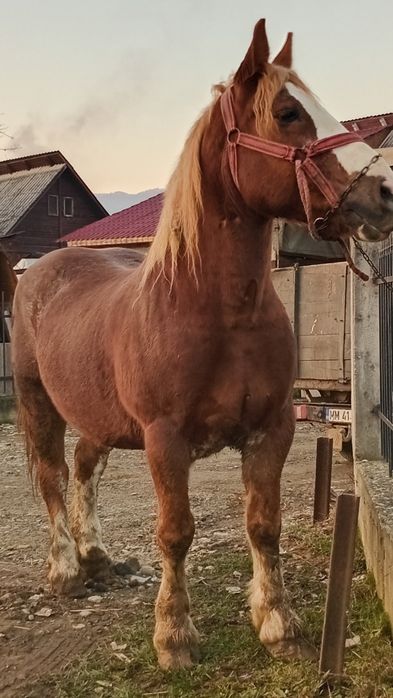 De vanzare cal castrat fara defecte cuminte blandete