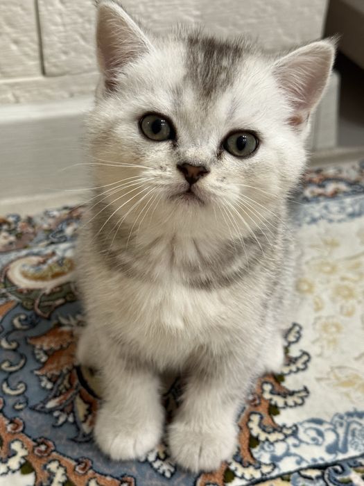 Скотиш страйт серебристая шиншилла