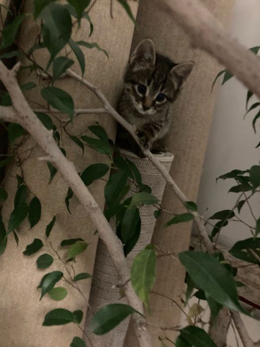 Подаряваме малко котенце