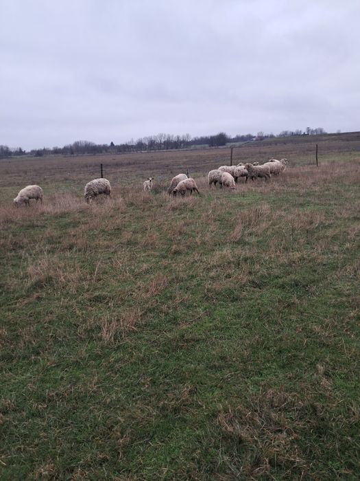 Vand oi cu miei si fara miei