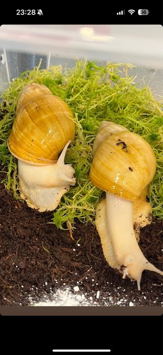 Ахатина фулика родации альбино боди