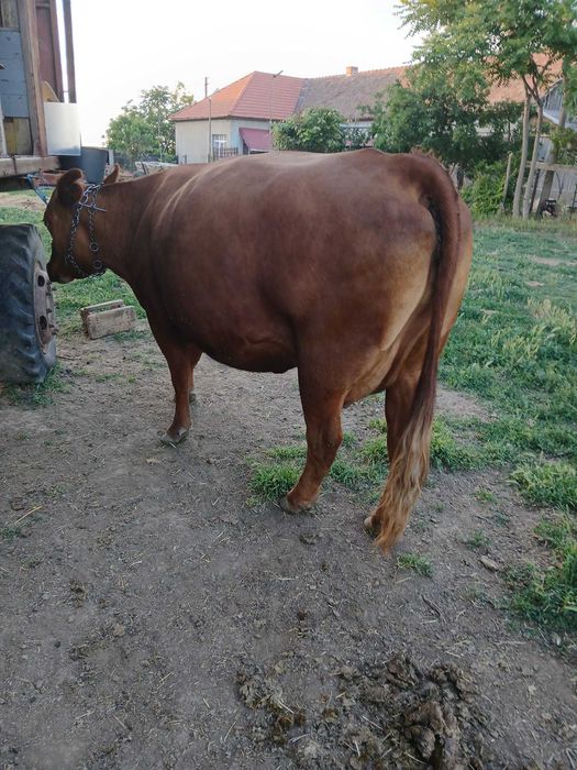 Vând Vacă Angus Red