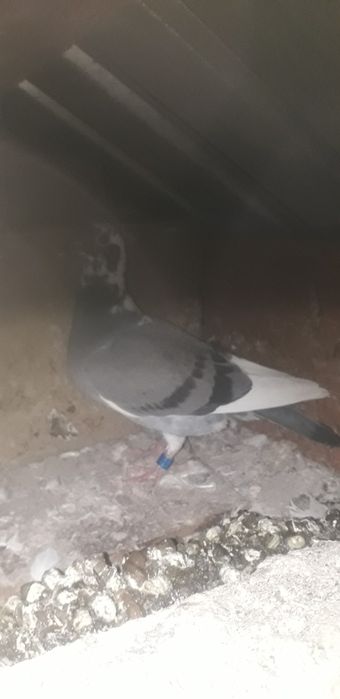 Vand porumbei voiajori