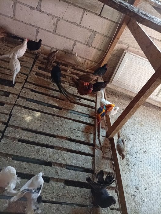 Vând fazani comuni..albi..auriu pe rosu tenebros