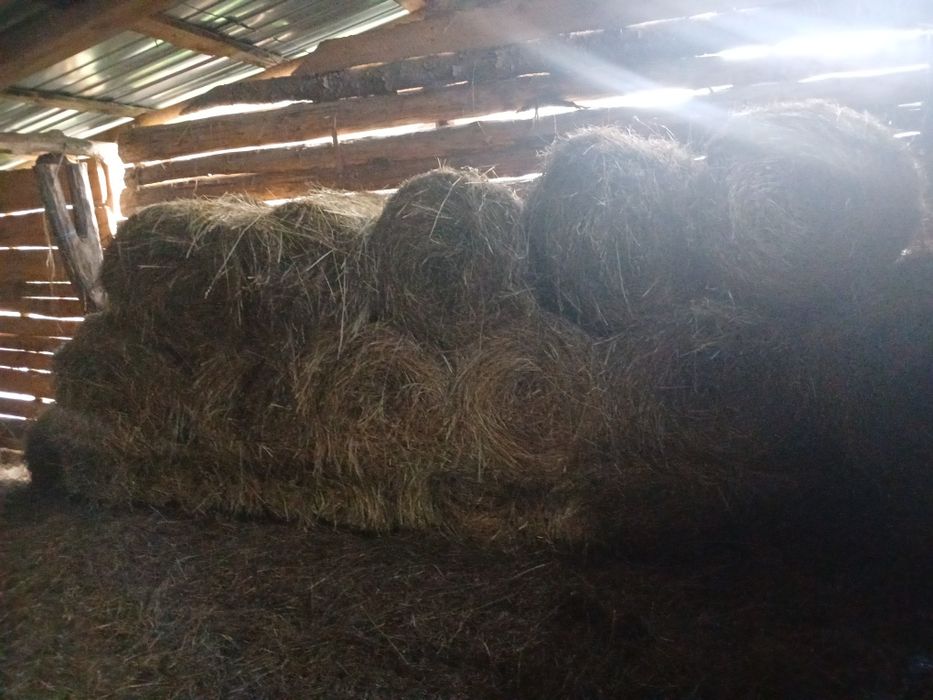 Baloti fan rotunzi 60/70