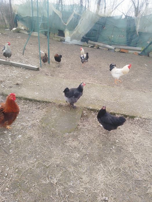 Rate românești și găini de țară de vânzare