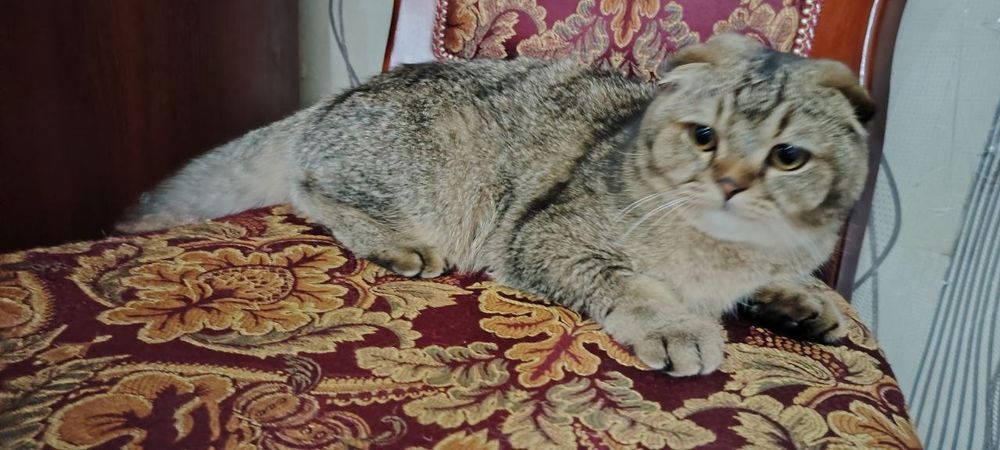 Skotish fold shinshila sotiladi !