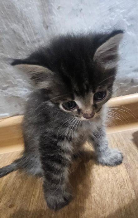 Котёнок мальчишка