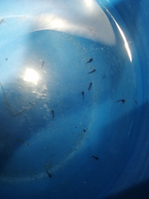 Мольки лягушки, домашней