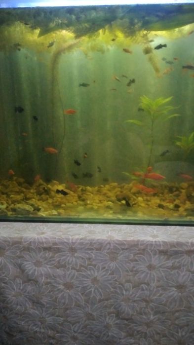 Аквариум для рыб
