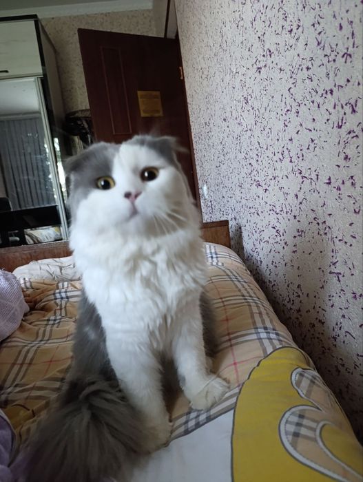 Asal kuyovga kelin kerak
