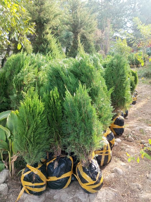 Archa dekarativni daraxtlar gazon landshaft dizayni ekish xizmati