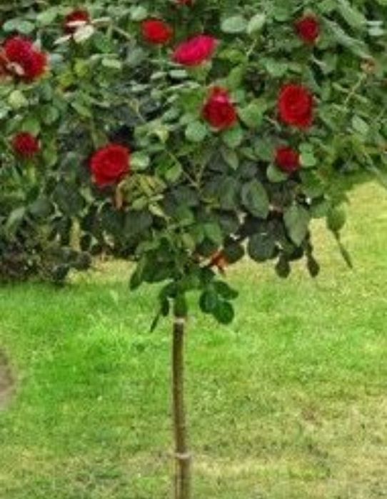 Trandafiri de tip pomișor